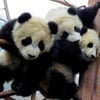Panda P.